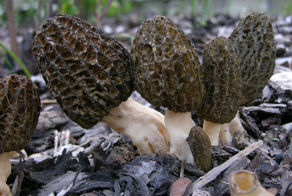 Morchella conica var.costata.